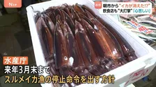 “庶民の味”スルメイカがとれすぎて…“イカの街”北海道・函館市から消えた！名物のイカ釣り堀は休業に　飲食店では代わりに“イカの王様”アオリイカが登場！