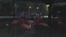 15年ぶり“パンダ不在”の上野動物園で「夜のどうぶつえん」開催　夜のハシビロコウの姿は… 東京都が新たな魅力発信に注力