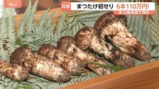 初せりで6本110万円！丹波篠山産「まつたけ」最高値で落札　例年より10日早く豊作の期待も　兵庫