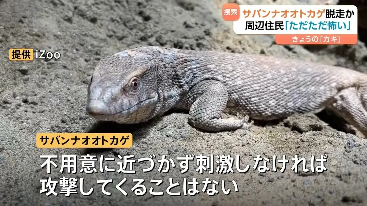 「サバンナオオトカゲ」が脱走か…どこへ？「ただただ怖い」成長すると体長80～90センチにも