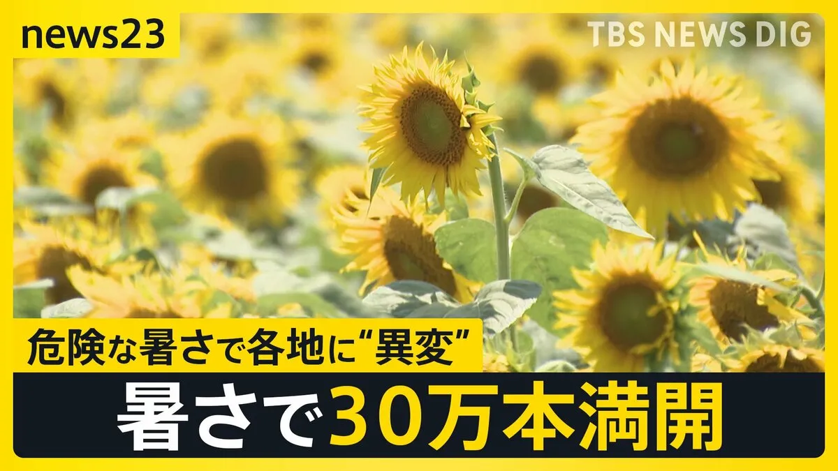 危険な暑さで各地に“異変” ひまわり満開・セミ鳴き声・コメ育つ田んぼの水は「熱っ！」卵は“サイズが小さく”価格高騰【news23】