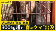 【春のクマ 出没相次ぐ】冬眠明けて各地に “300kg超の個体”まで…連休中 クマに遭遇しないための対策とは【news23】