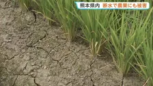 熊本県内 断水で農業にも被害　農林水産業関連の被害額は約233億円 さらに増加する見込み【熊本地震】