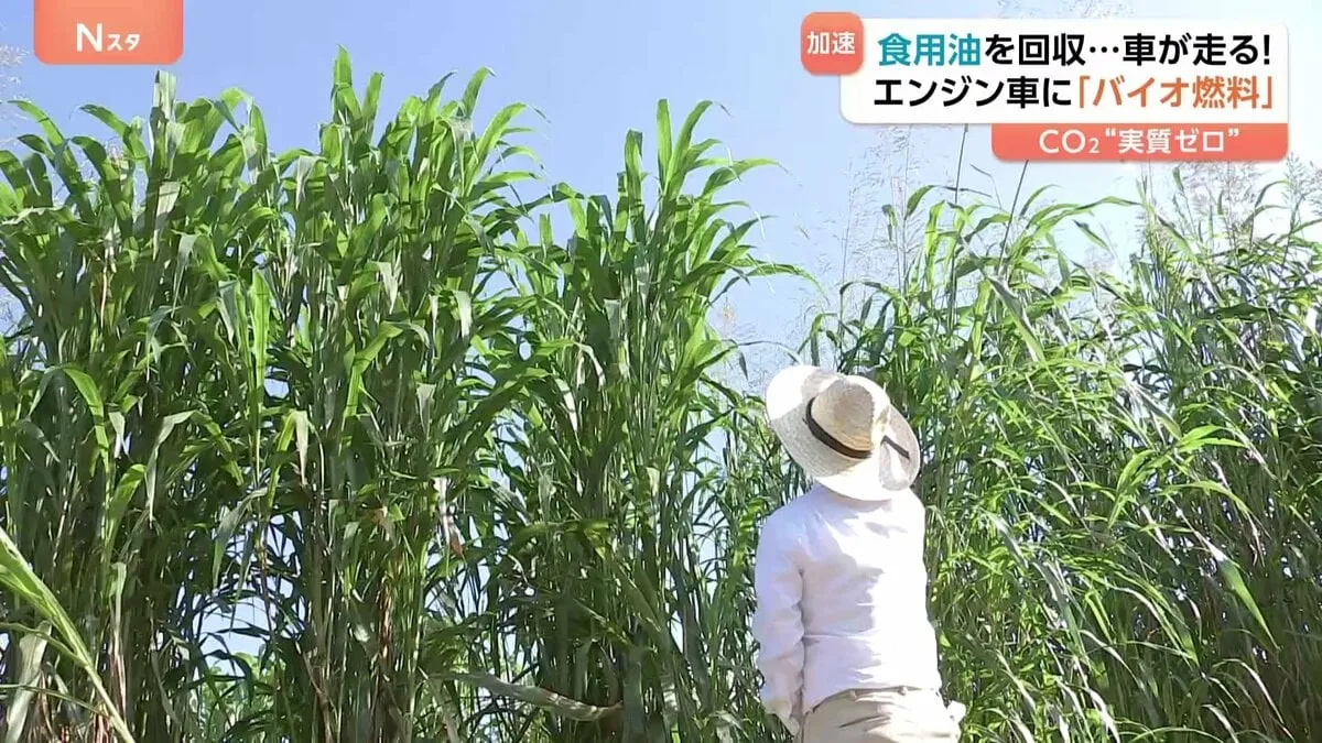 巨大植物が未来のエネルギー事情を変える？“実質CO2を出さない”「バイオ燃料」開発加速