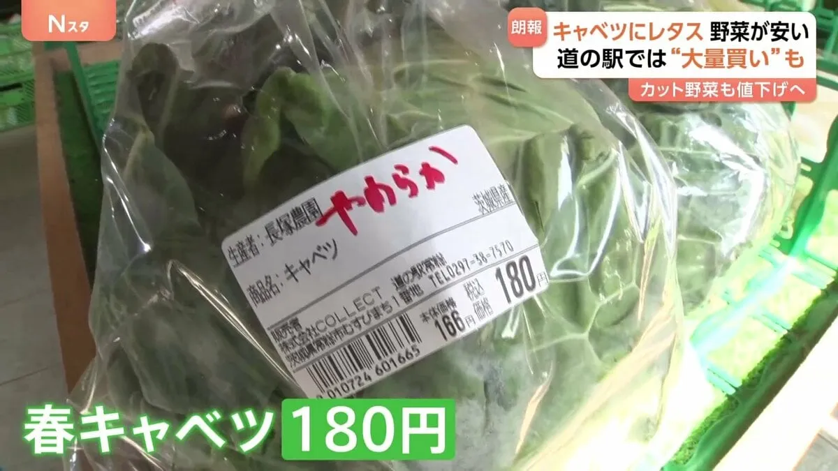 「大量買いしちゃった」キャベツは半額以下、レタスは3分の1に…葉物野菜がお買い得　カット野菜も値下げへ　“野菜高騰”で値上げした飲食店は値下げする？