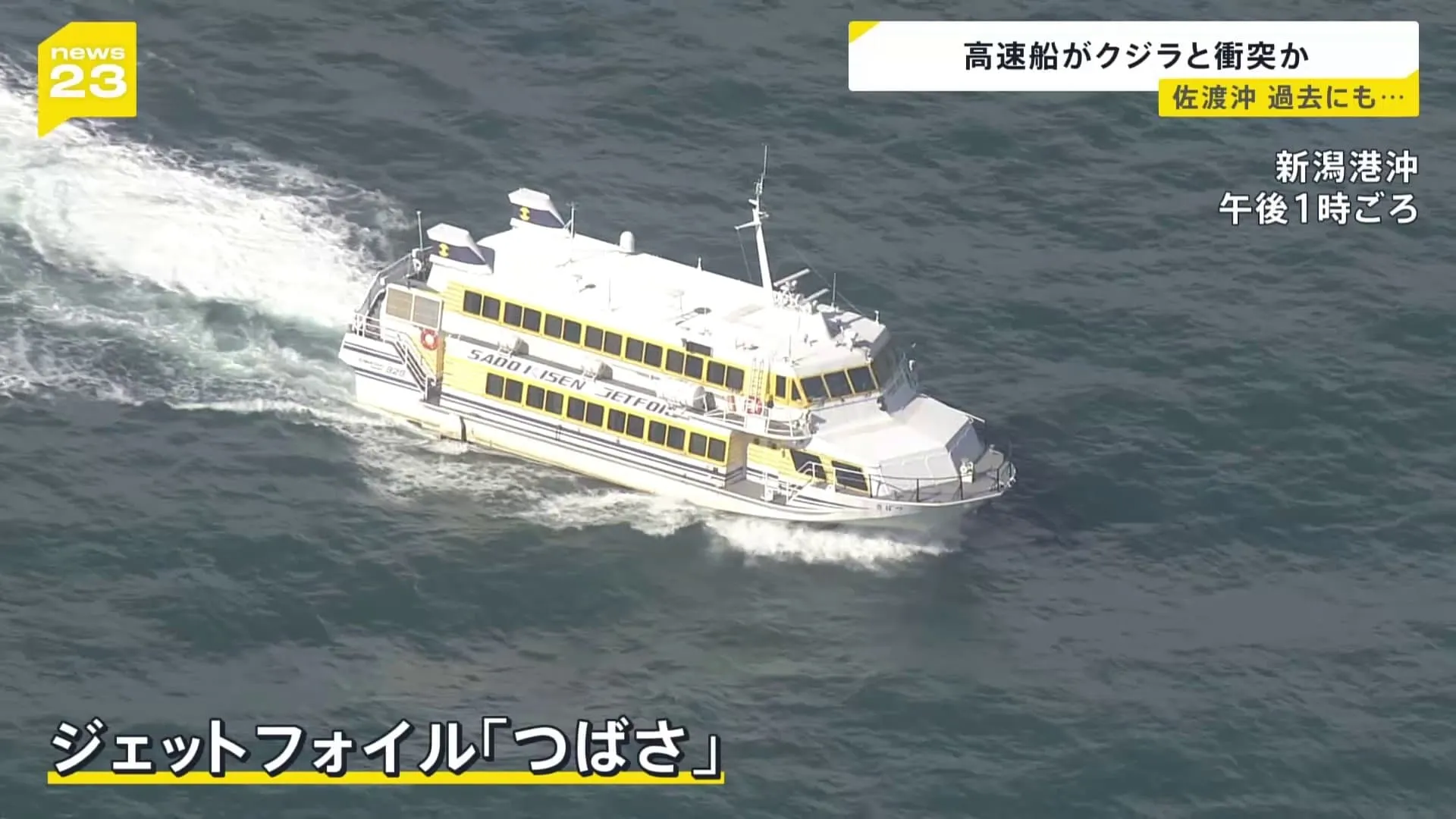 クジラらしきものと衝突か　船体の底が損傷　自力で新潟湾に到着　佐渡汽船・ジェットフォイル「つばさ」