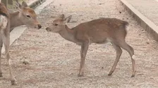 体の一部がない子ジカの死骸4体 奈良・東大寺や興福寺の境内などで発見相次ぐ 人による加害行為の可能性も