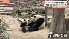 双子パンダ「シャオシャオ」「レイレイ」が暮らす中国・四川省「ジャイアントパンダ保護研究センター」とは？　日本から来たファン「無事に着くかどうかを見届けたい」