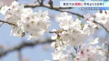 東京の桜が「満開」発表 平年より3日早く　きょうの都心は4月中旬並みの暖かさに