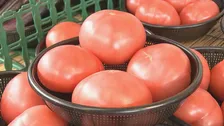 来月は「トマト」「ほうれんそう」「きゅうり」などが高くなる見通し　一方「にんじん」は安く　農水省発表