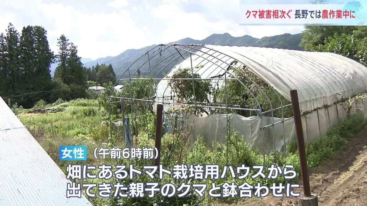 親クマが農作業中の女性に覆いかぶさる 親子のクマがトマト栽培のハウスから出てきて鉢合わせ 78歳女性けが 長野市