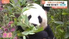 和歌山から返還のパンダを一般公開　活発な良浜は敷地内をぐるぐる… グッズも大人気！ 中国四川省・成都