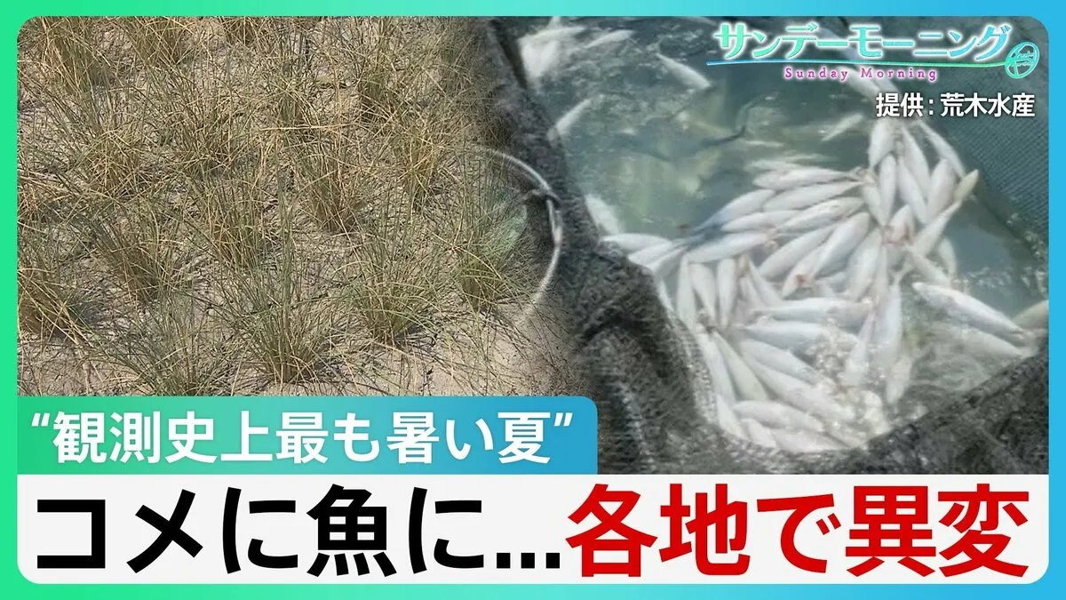 伊勢エビの水揚げ激減 高知ではハマチが大量死 “観測史上最も暑い夏” 各地で異変 影響はコメにまで...【サンデーモーニング】