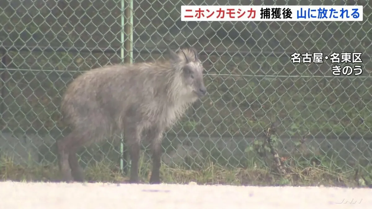 名古屋市の住宅街に出現「ニホンカモシカ」が山に放たれる　麻酔銃で捕獲 健康状態に問題なし
