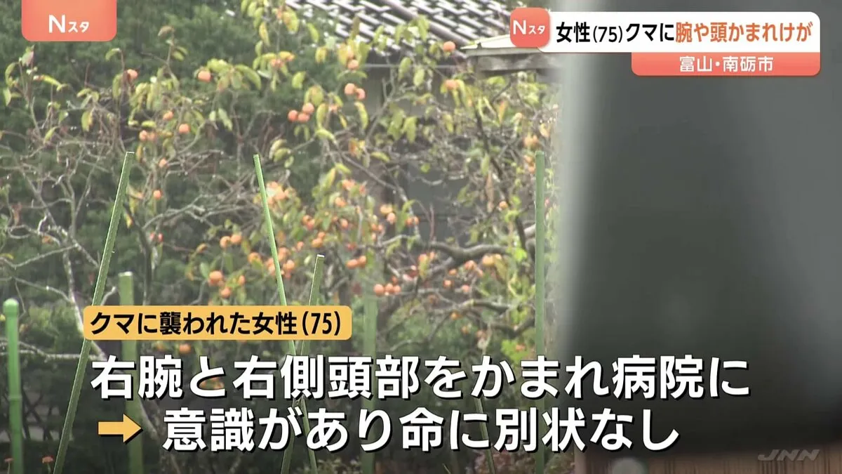75歳女性がクマに頭を噛まれる 庭で柿を取っていた最中… 富山の人身被害は今年で4件目
