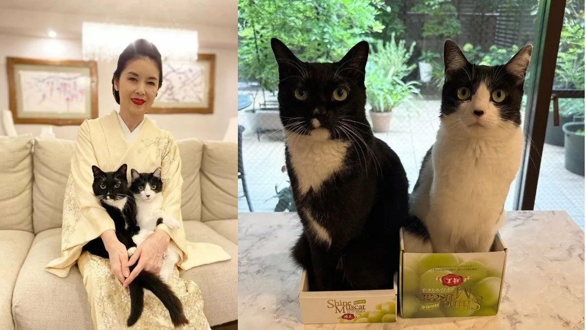 【 ねこ 】藤あや子さん　お中元は “新品種” 「白黒のシャインマスカット」愛猫マル＆オレオが箱を占領