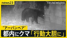 東京住宅街に“体長1m以上”のクマ出没「段々と行動大胆に…」生活圏に徐々に近づく“アーバンベア”対策グッズの最前線は？【news23】