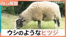 まるでウシのようなヒツジ「うっしー」なぜ黒いのか？小さいころの写真を見てみると…【Nスタ解説】