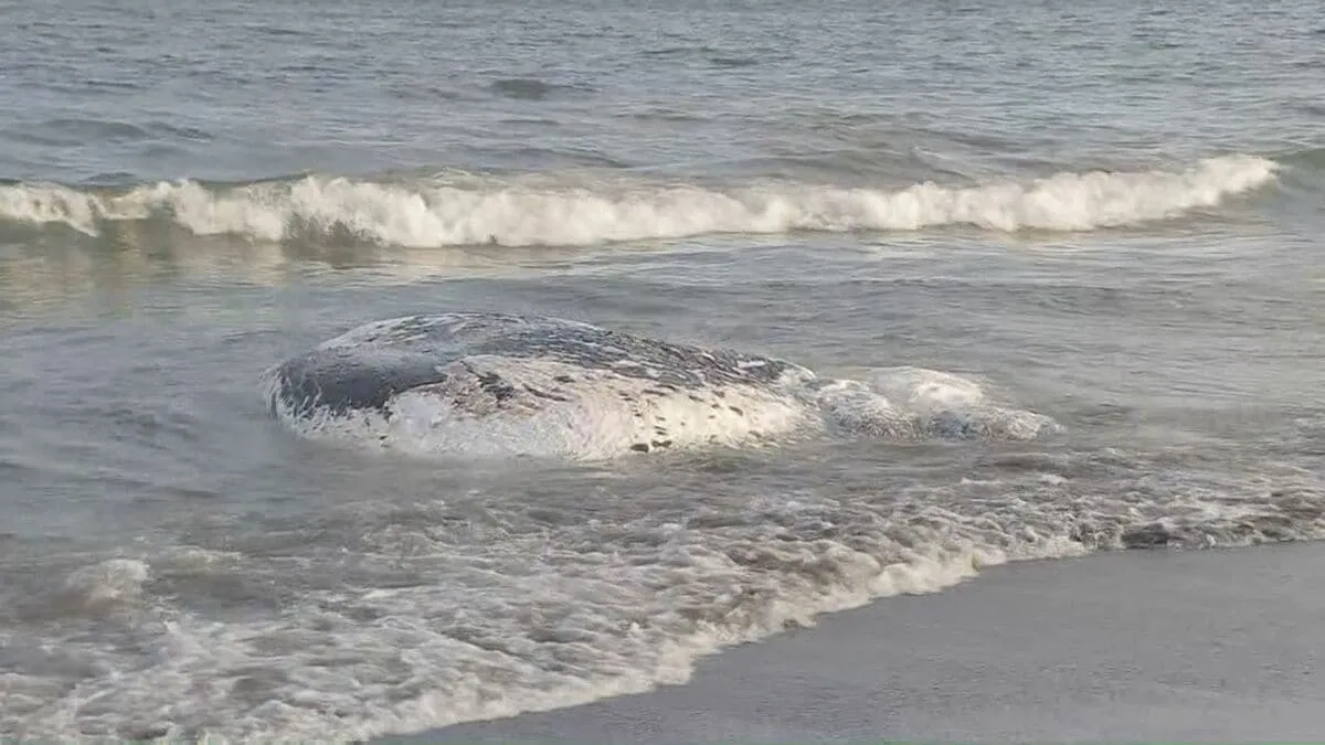 神奈川県大磯町の沖合でクジラの死骸が漂流 体長約7メートル 現場の状況を確認し処分方法検討へ