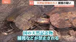 「場所が分かってしまう」観光客のSNS投稿を悪用も　天然記念物の密猟が問題な沖縄県 「お金になるから」やんばる地域で希少生物捕獲のペットショップ経営者ら逮捕