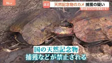 「場所が分かってしまう」観光客のSNS投稿を悪用も　天然記念物の密猟が問題な沖縄県 「お金になるから」やんばる地域で希少生物捕獲のペットショップ経営者ら逮捕