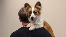 【 照英 】愛犬『パピコ』〝ただ今（6kg）絶賛成長中〟フォロワー感嘆「照英さんと一緒だと大きいですね！」