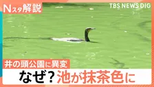 なぜ？吉祥寺にある井の頭公園の池が抹茶色に…「どうしてこうなった？」驚くような色彩 世界の自然現象【Nスタ解説】