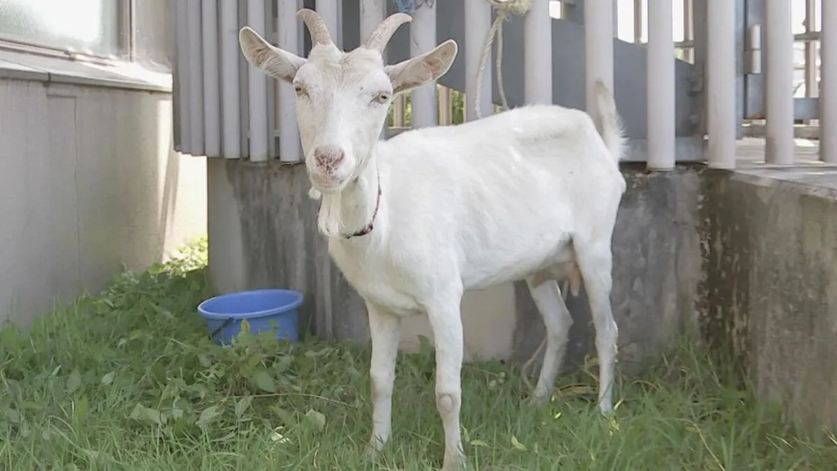 警察が保護した“迷いヤギ”　飼い主の元に戻る　保護中は「職員で世話をして見物に来る人も」　栃木県・鹿沼市