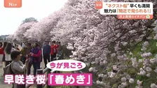 人気桜・ソメイヨシノの次を狙う“ネクスト桜” 「春めき」満開でにぎわう　東京の桜…開花はいつ！？