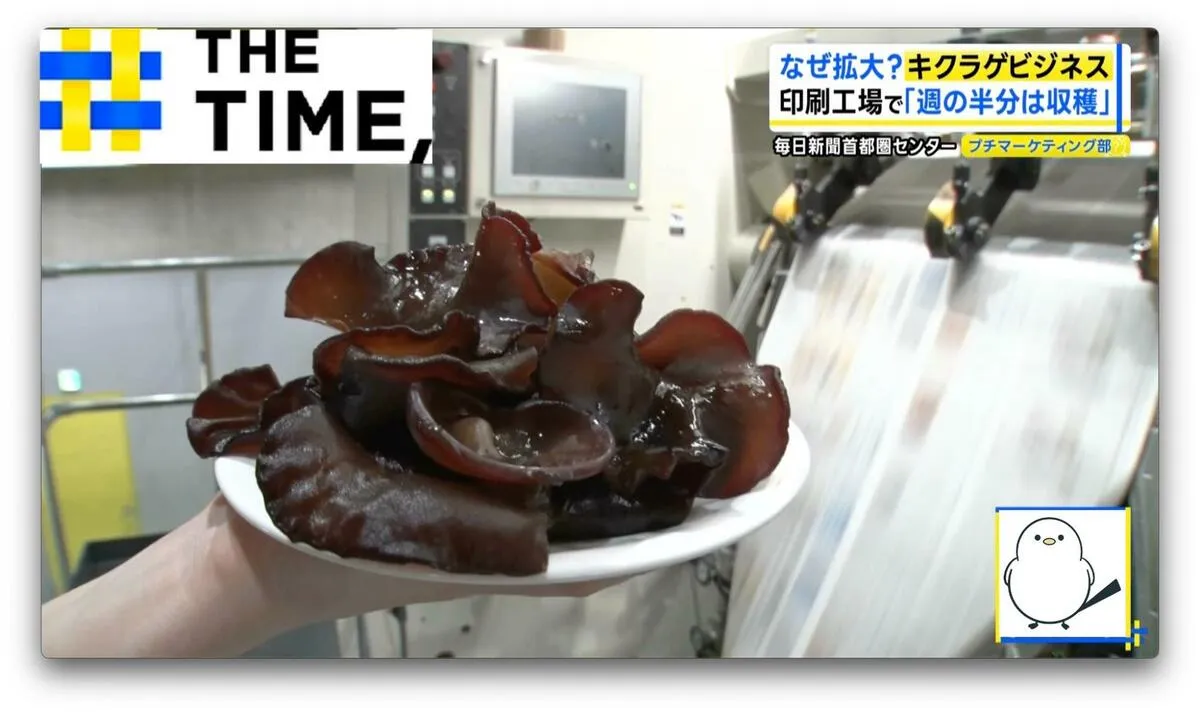 年商4000万円も夢じゃない「キクラゲビジネス」なぜ拡大？【THE TIME,】