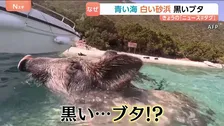 ギリシャの観光地　人気のワケは青い海に白い砂浜　そして…黒いブタ！