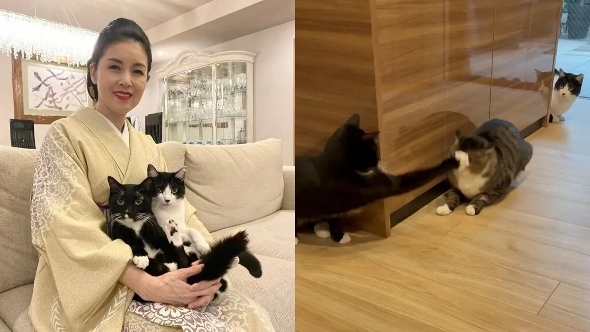 【 ねこ 】藤あや子さんの保護猫「じゃこ天」　先輩猫マルの死角パンチに “聞いてないですよ…泣”
