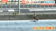 カルガモ親子 道に残され大ピンチ！警察が救出も…「まじか！」 待ち受けていた更なる困難！かわいい家族の運命は！？