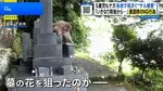 繁殖期でサル被害増加！背後から襲われケガも…遭遇時に絶対やってはいけないNG行動とは？【THE TIME,】