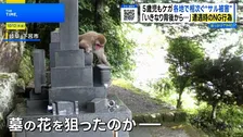 繁殖期でサル被害増加！背後から襲われケガも…遭遇時に絶対やってはいけないNG行動とは？【THE TIME,】
