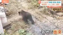 紅葉が見頃を迎える中…青森・秋田・岩手、さらに京都でも 各地に出没「クマ」 人的被害も続出