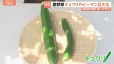 猛暑で夏野菜がピンチ！“巨大化”に“日焼け”キュウリの価格は1.5倍！安いのは「ゴーヤ」8月の野菜価格の見通しは？