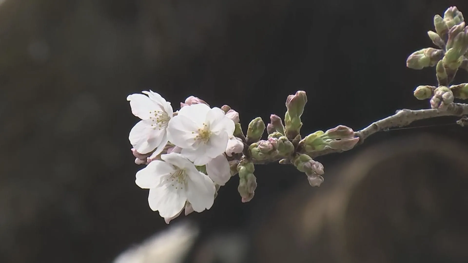 【速報】東京の桜開花発表　去年より5日早い