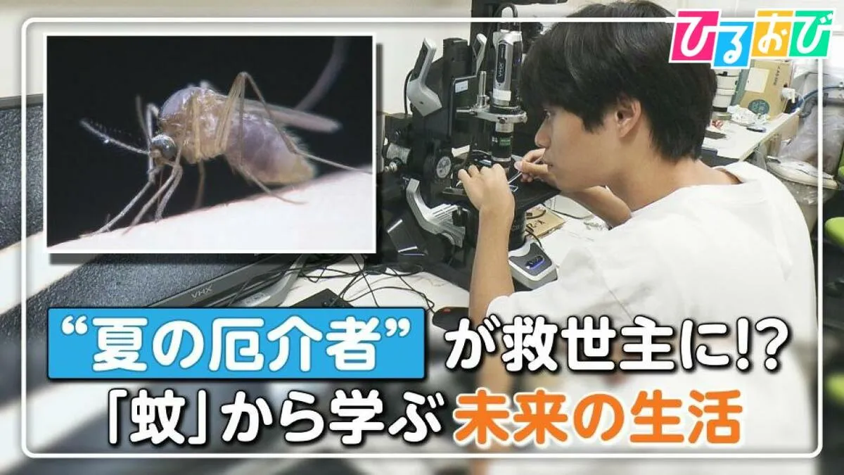 蚊に刺されても痛くないのはなぜ？「蚊」に学ぶテクノロジー「“痛くない”注射」や「気流感知ドローン」も【ひるおび】