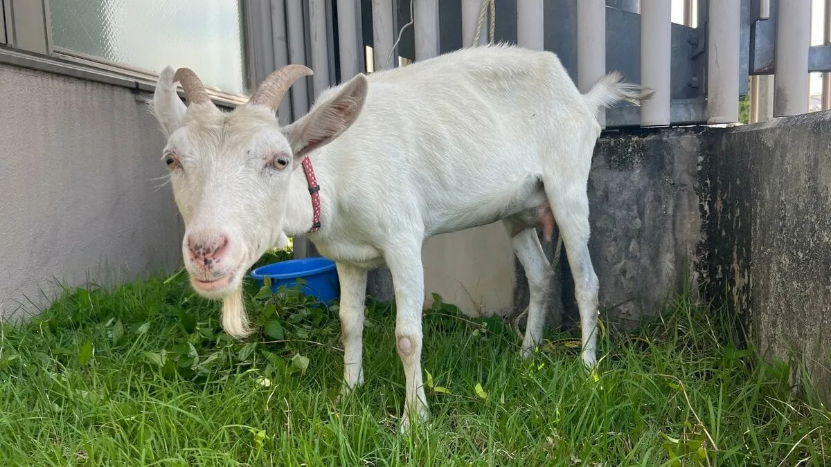 栃木県鹿沼市で“迷いヤギ”「メェ~メェ~ないているので早く飼い主が見つかってほしい」鹿沼署が保護して飼い主探し中