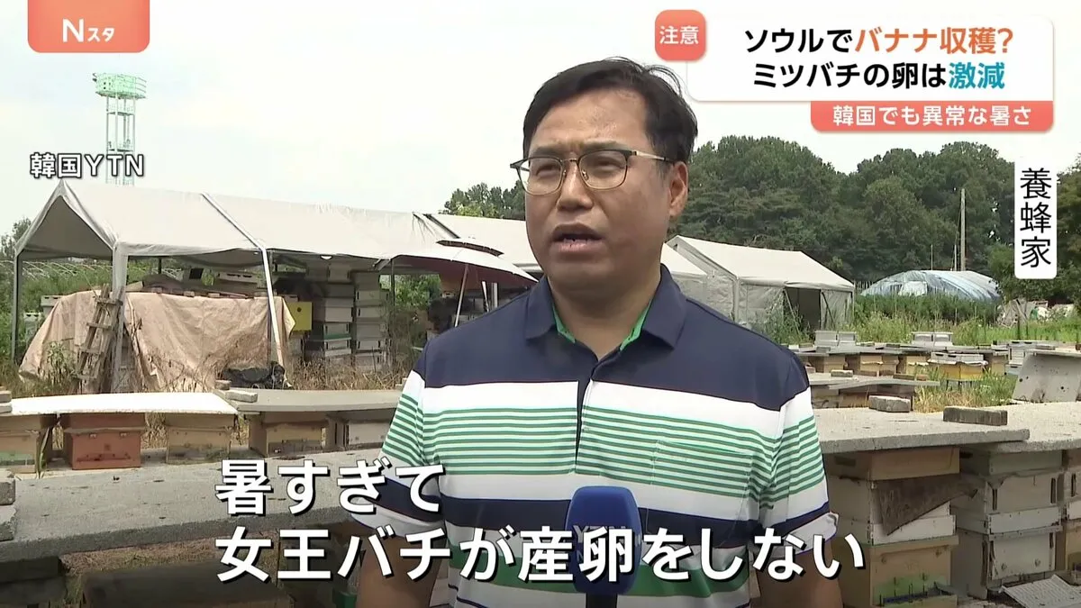 韓国でも異常な暑さ続く “カボチャがパサパサ”“ミツバチにも異変” 食べ物だけでなく生物にも影響　熱中症2868人、16人死亡