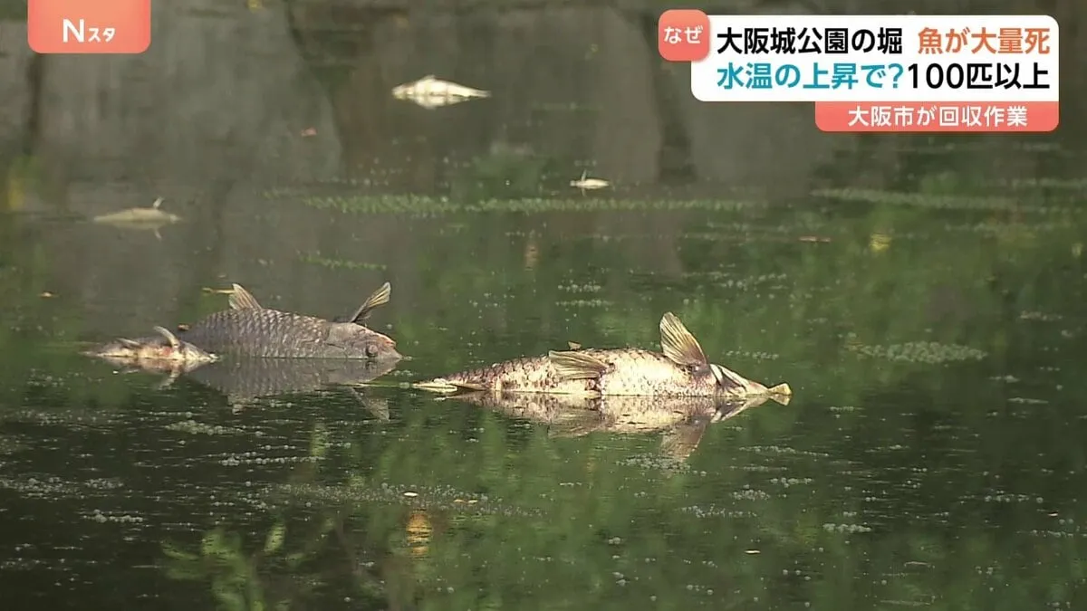 「思った以上に臭く魚もかわいそう」コイなど100匹以上の魚の死骸　大阪城公園の堀　水温上がり酸欠状態になったか？