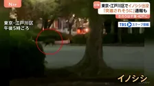 「イノシシが走っている」東京･江戸川区でイノシシの目撃相次ぐ 区が注意喚起　10km離れた千葉･松戸市でも目撃
