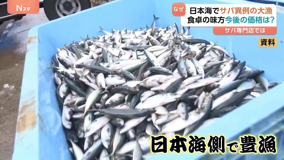 不漁続きのサバが日本海で異例の大漁！食卓の見方の今後は？価格はどうなる？