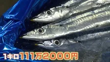 北海道のサンマ初競りで過去最高値の1キロ111万円で落札　スーパーでは1匹20万円「どなたが買うのか…」