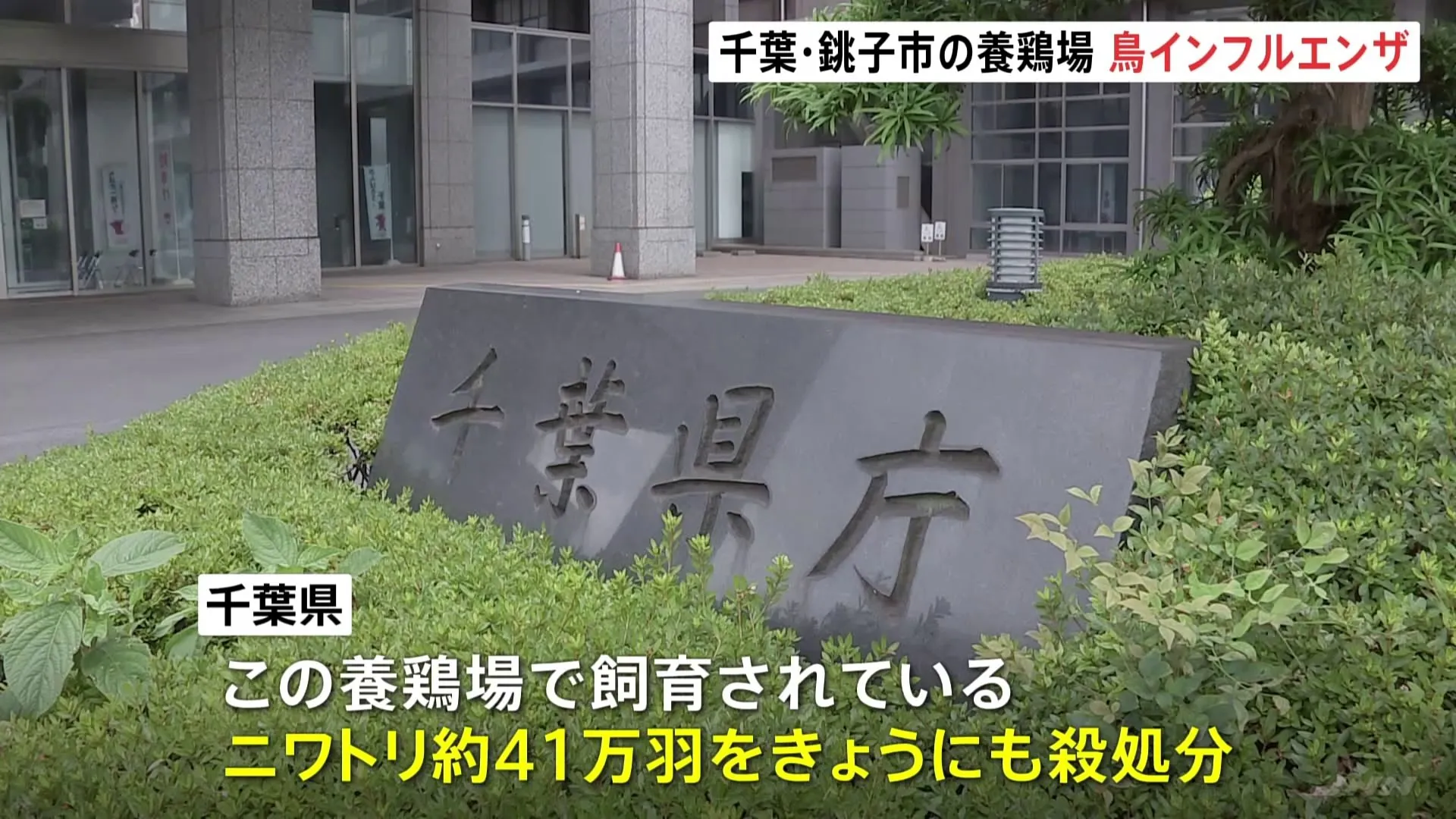 千葉県で今季2例目　千葉・銚子市の養鶏場で高病原性鳥インフルエンザ 陽性確認　約41万羽を殺処分へ