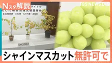 「シャインマスカット」の苗を無許可販売か、中国の検索サイトでも画像が多数… 相次ぐ不正流出【Nスタ解説】