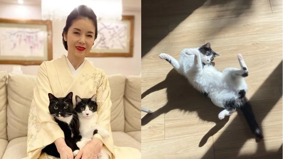 【ねこ】藤あや子・愛猫 “オレオ” が「光合成しながらブレイキン」床上の連続写真にフォロワー沸く