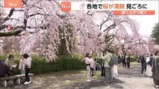 「暖かいのでみんなで楽しめれば」きのう“桜の満開”発表の仙台　花見客でにぎわう
