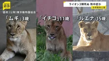 熱中症が原因か 多摩動物公園でライオンが相次いで死ぬ 「ムギ」「イチゴ」「ルエナ」の3頭
